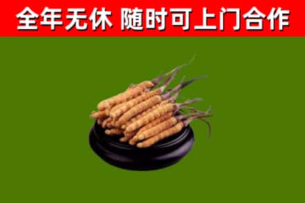 陵城区回收冬虫夏草